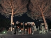 Solis String Quartet "Vesevus"
Pomigliano Jazz Festival 2016 - XXI edizione
Conetti vulcanici del Carcavone 
Pollena Trocchia